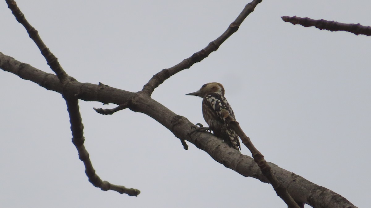 Brown-capped Pygmy Woodpecker - ML617025183