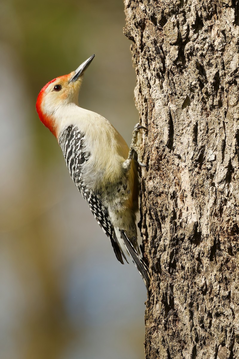 Red-bellied Woodpecker - ML617025189