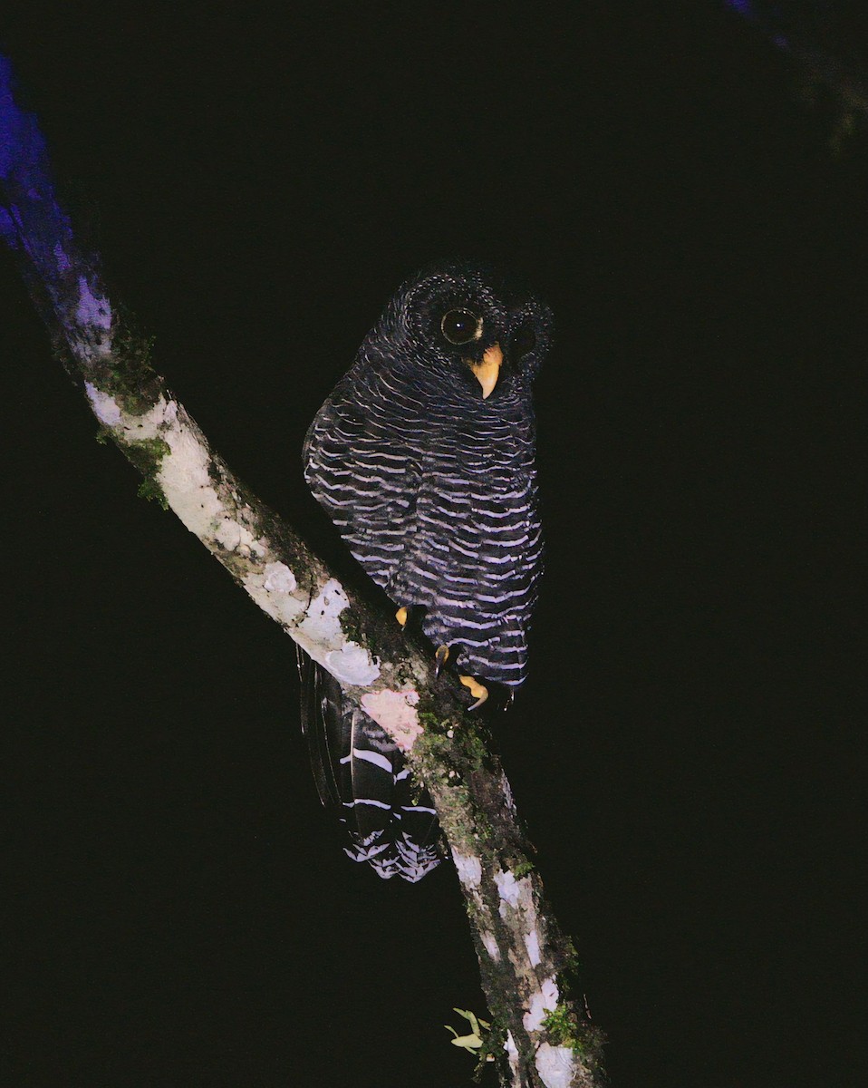 Black-banded Owl - ML617025191