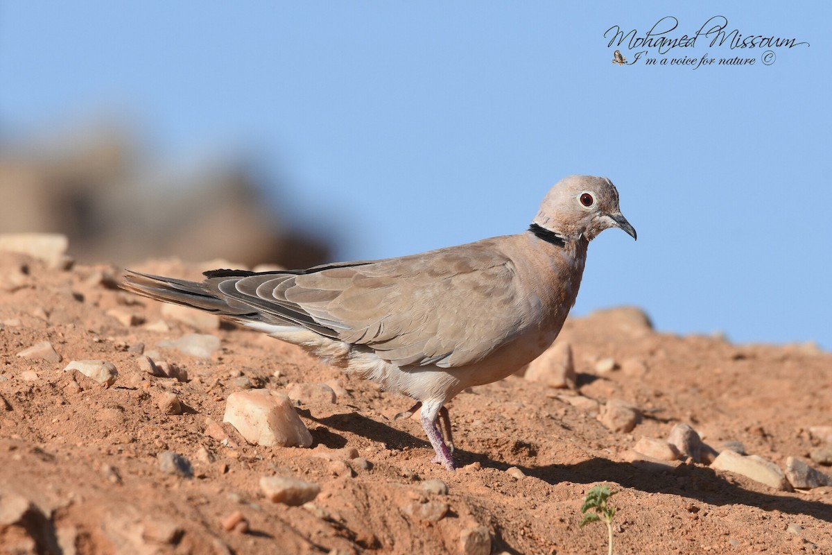 African Collared-Dove - ML617025201