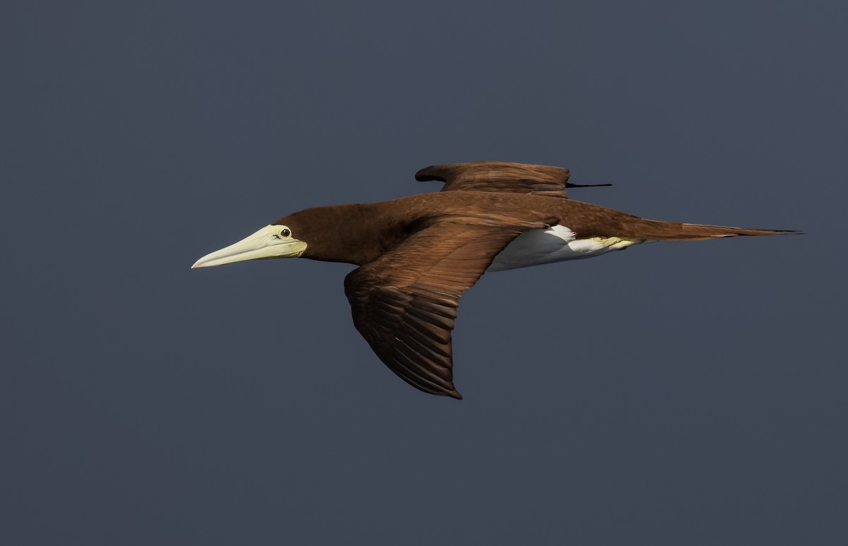 Brown Booby - Mike Edgecombe