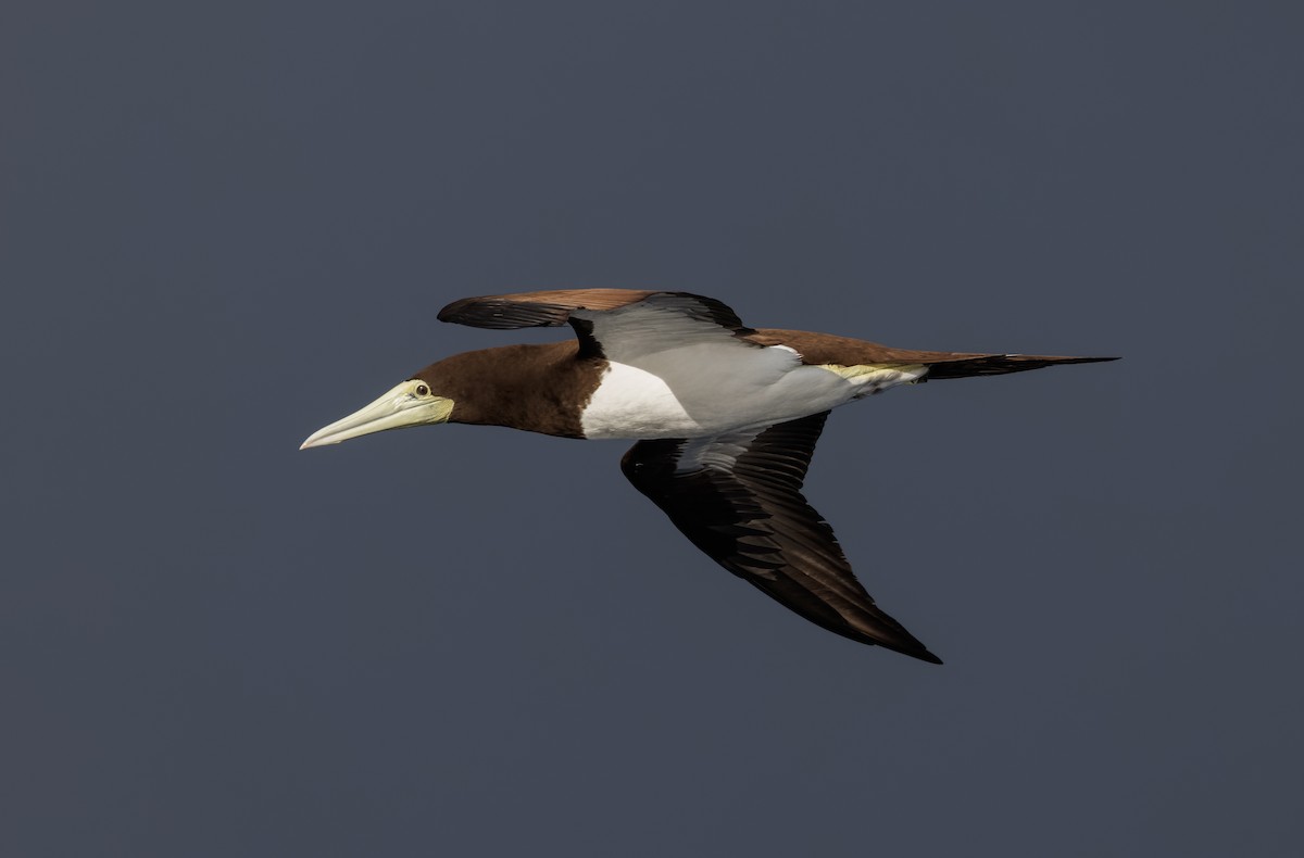 Brown Booby - ML617025224