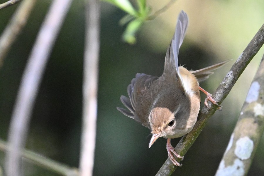 Brownish-flanked Bush Warbler (Taiwan) - eBird