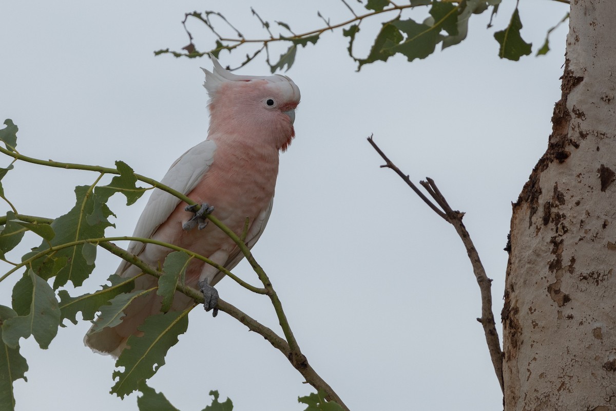 Pink Cockatoo - Adrian Boyle