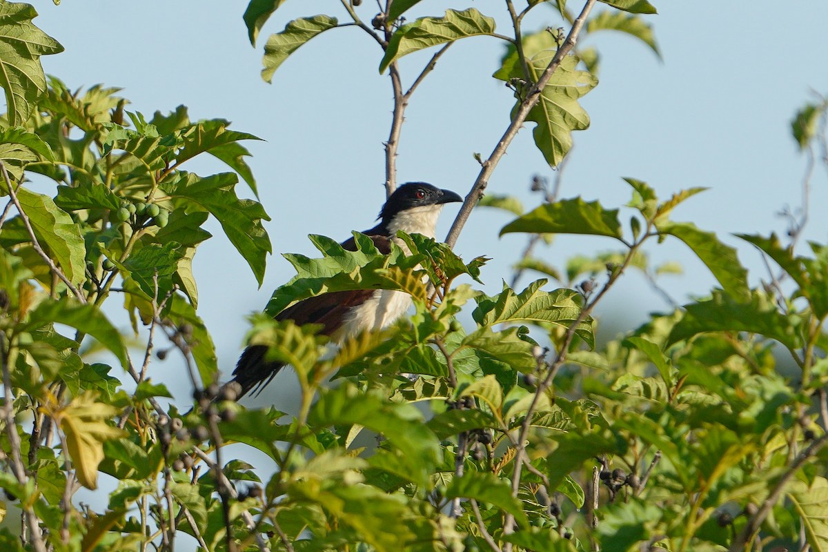 Coppery-tailed Coucal - ML617025387