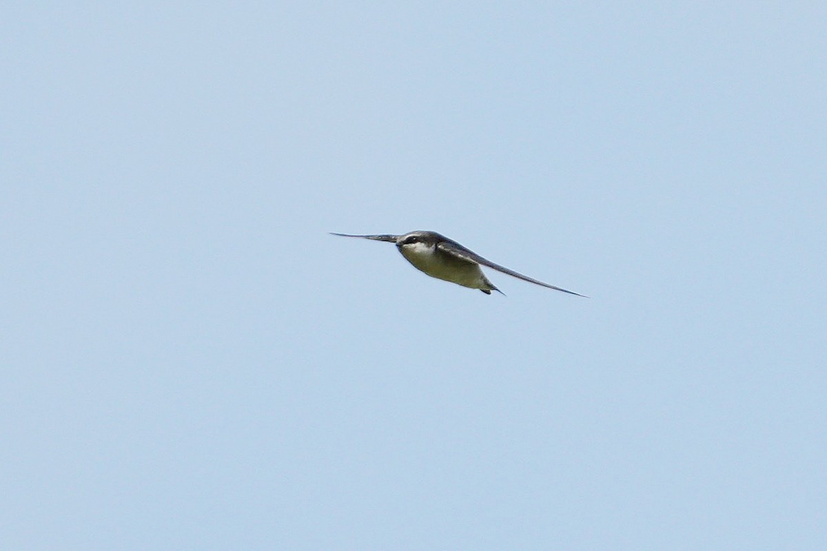 Gray-rumped Swallow - Dave Rimmer