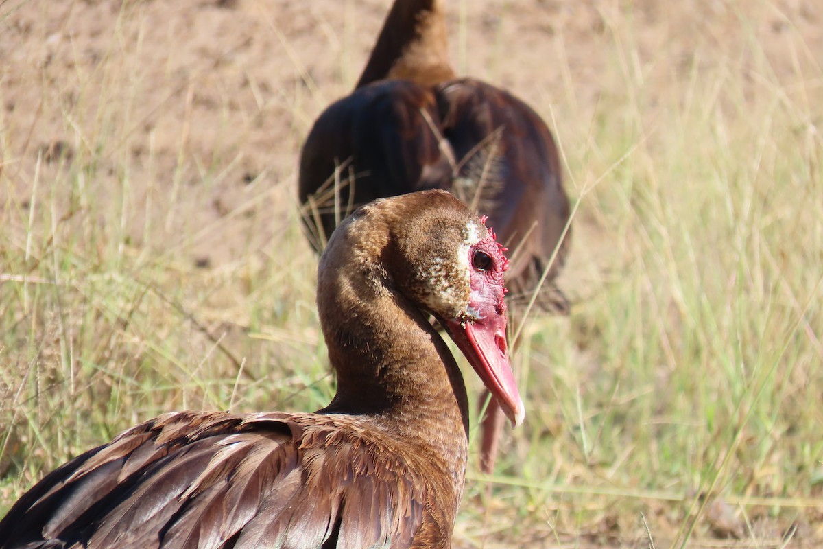 Spur-winged Goose - ML617025401
