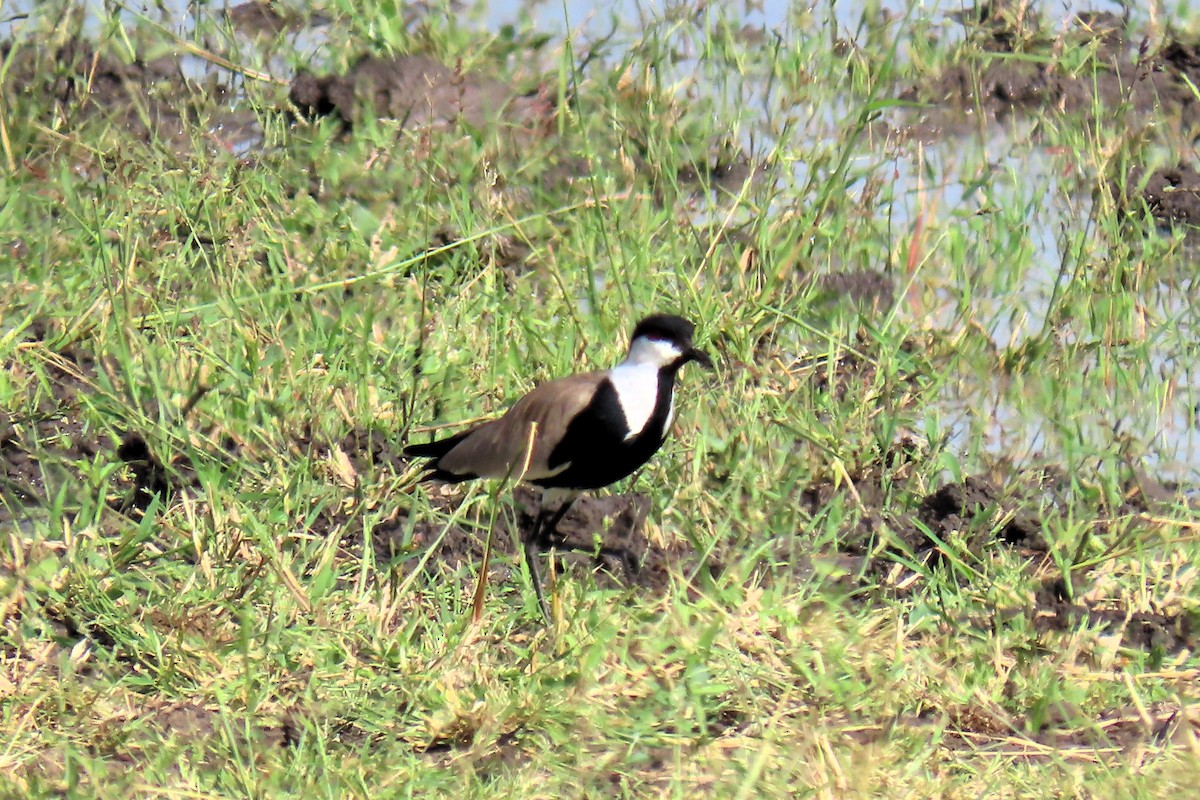 Spur-winged Lapwing - David Orth-Moore