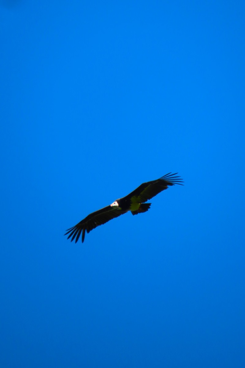 White-headed Vulture - David Orth-Moore