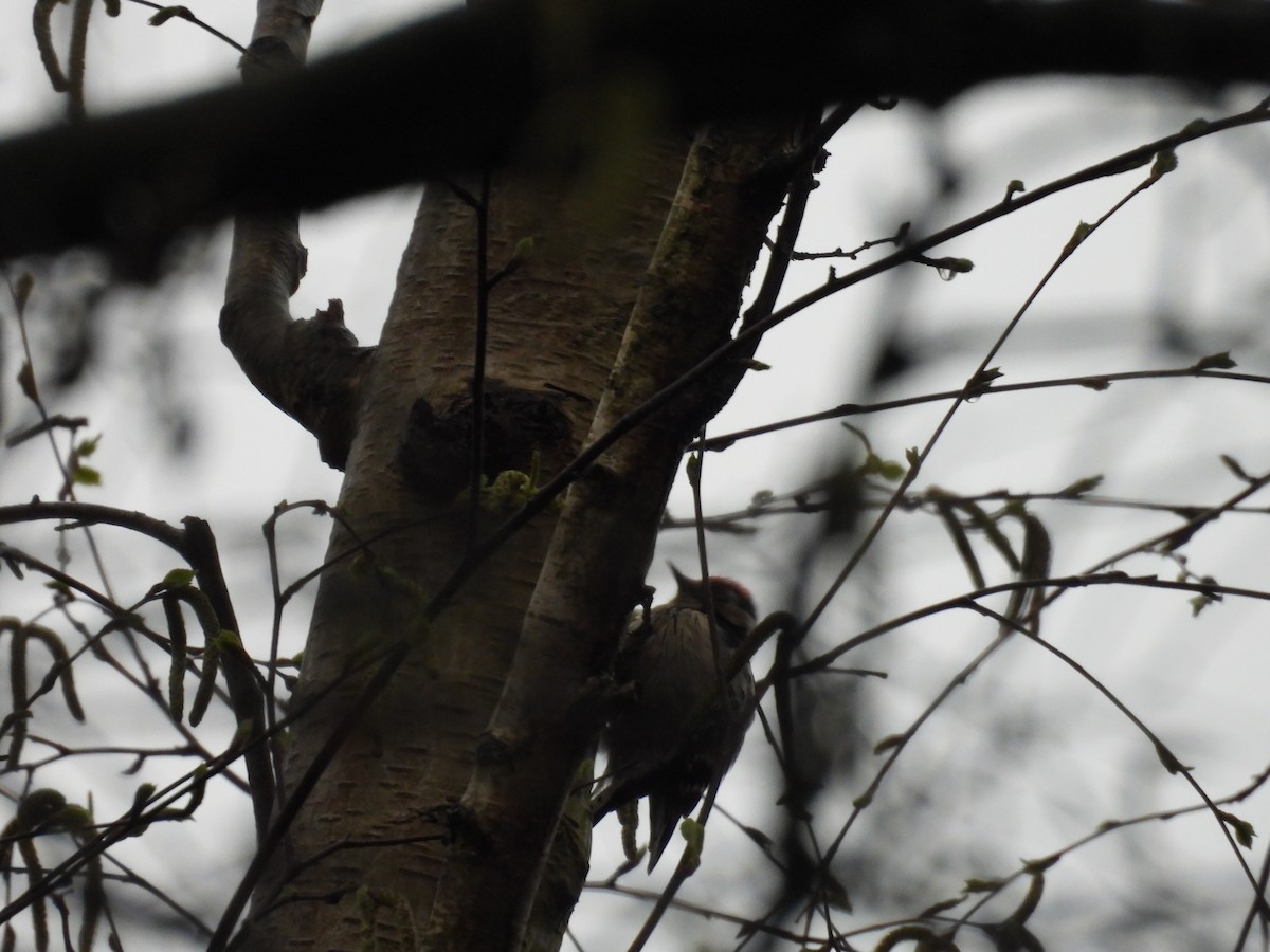 Lesser Spotted Woodpecker - ML617025470