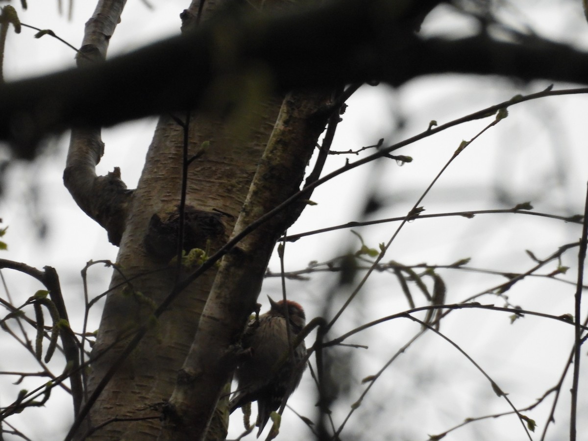 Lesser Spotted Woodpecker - ML617025471