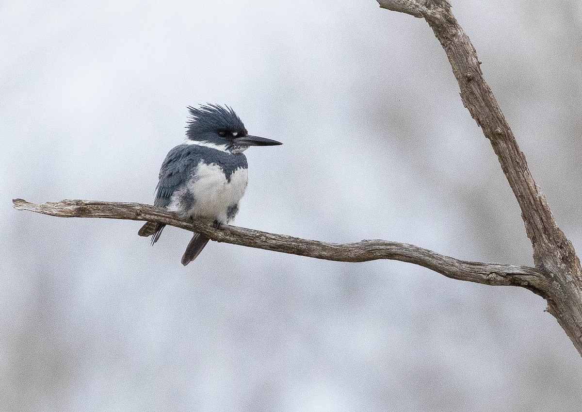 Belted Kingfisher - ML617025485
