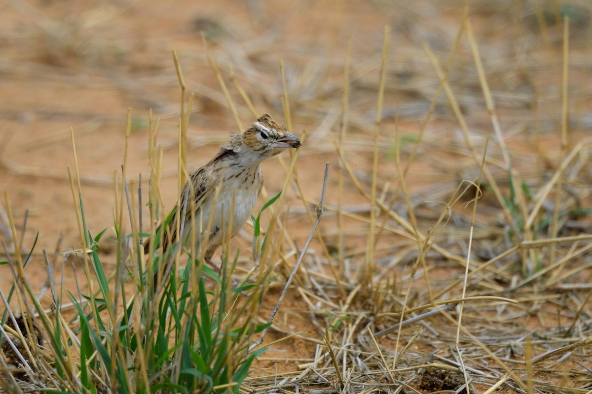 Fawn-colored Lark (Fawn-colored) - ML617025525