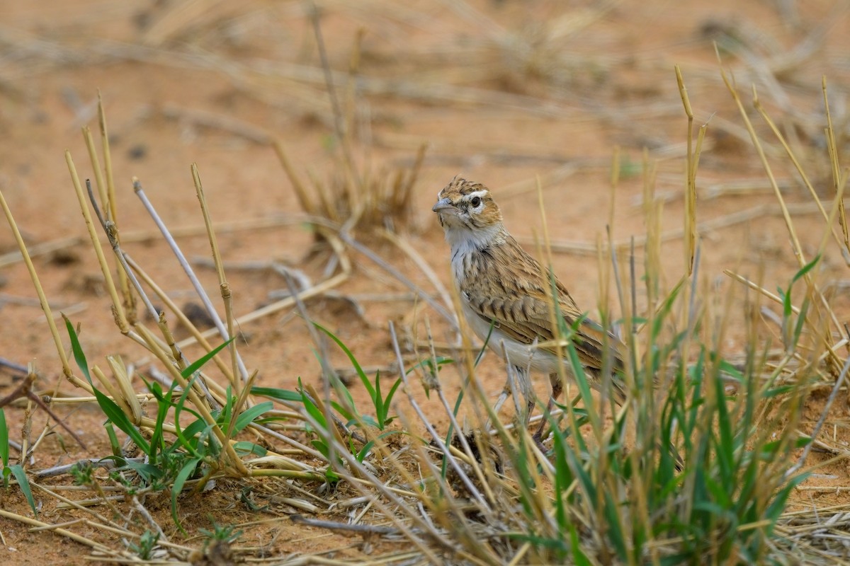 Fawn-colored Lark (Fawn-colored) - ML617025526