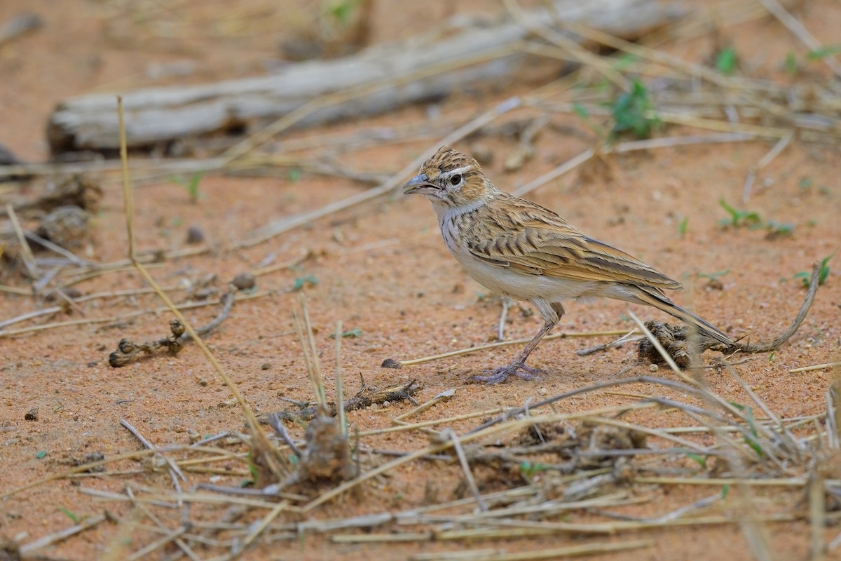 Fawn-colored Lark (Fawn-colored) - ML617025527
