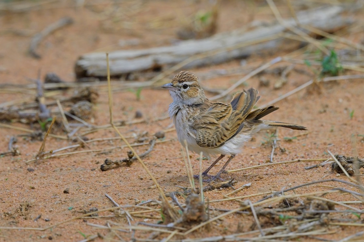 Fawn-colored Lark (Fawn-colored) - ML617025528