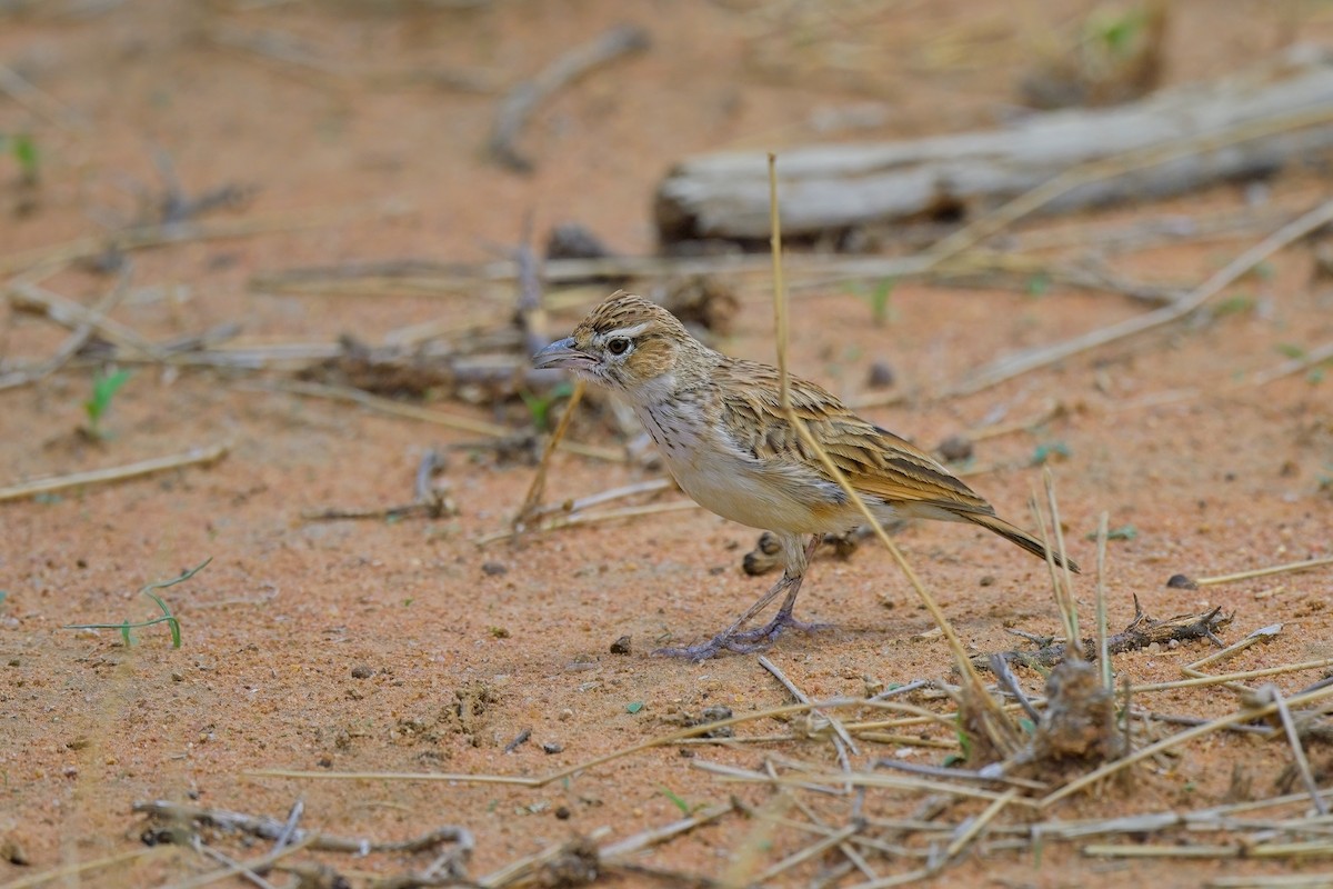 Fawn-colored Lark (Fawn-colored) - ML617025529