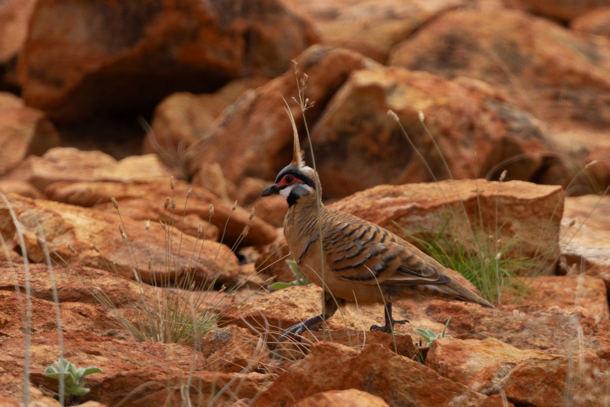 Spinifex Pigeon (Rufous-bellied) - Adrian Boyle