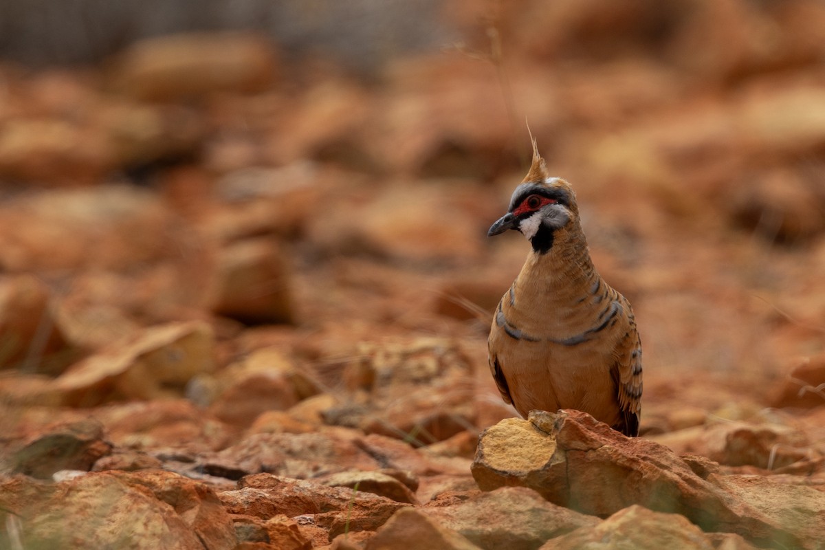Spinifex Pigeon (Rufous-bellied) - ML617025532