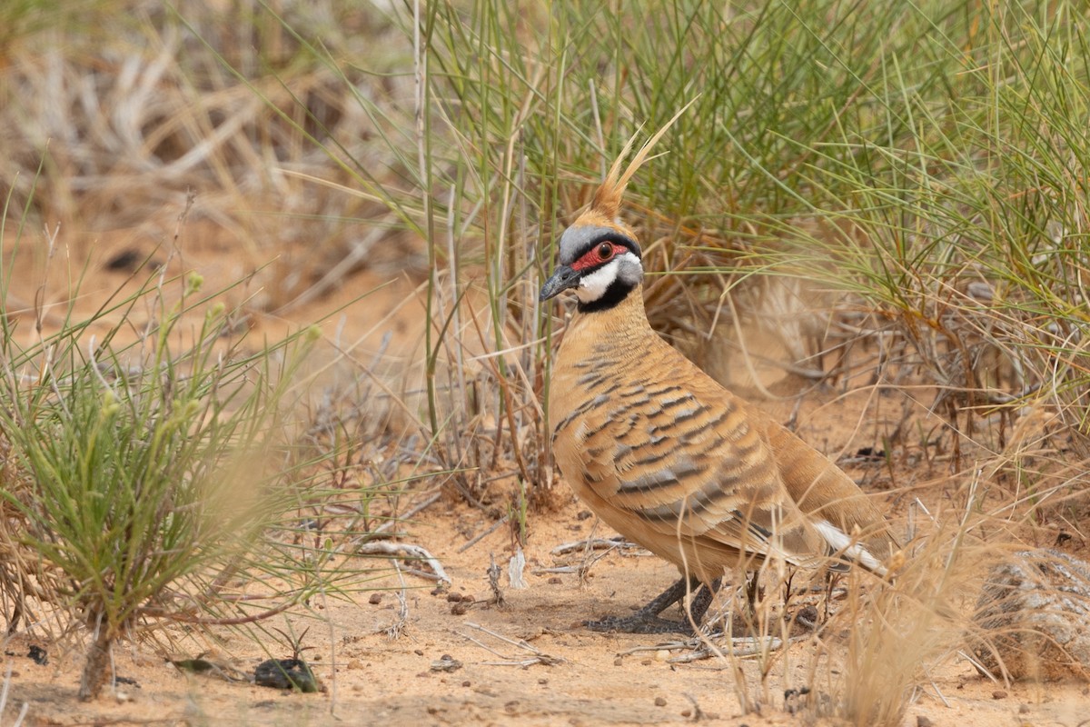 Spinifex Pigeon (Rufous-bellied) - ML617025533