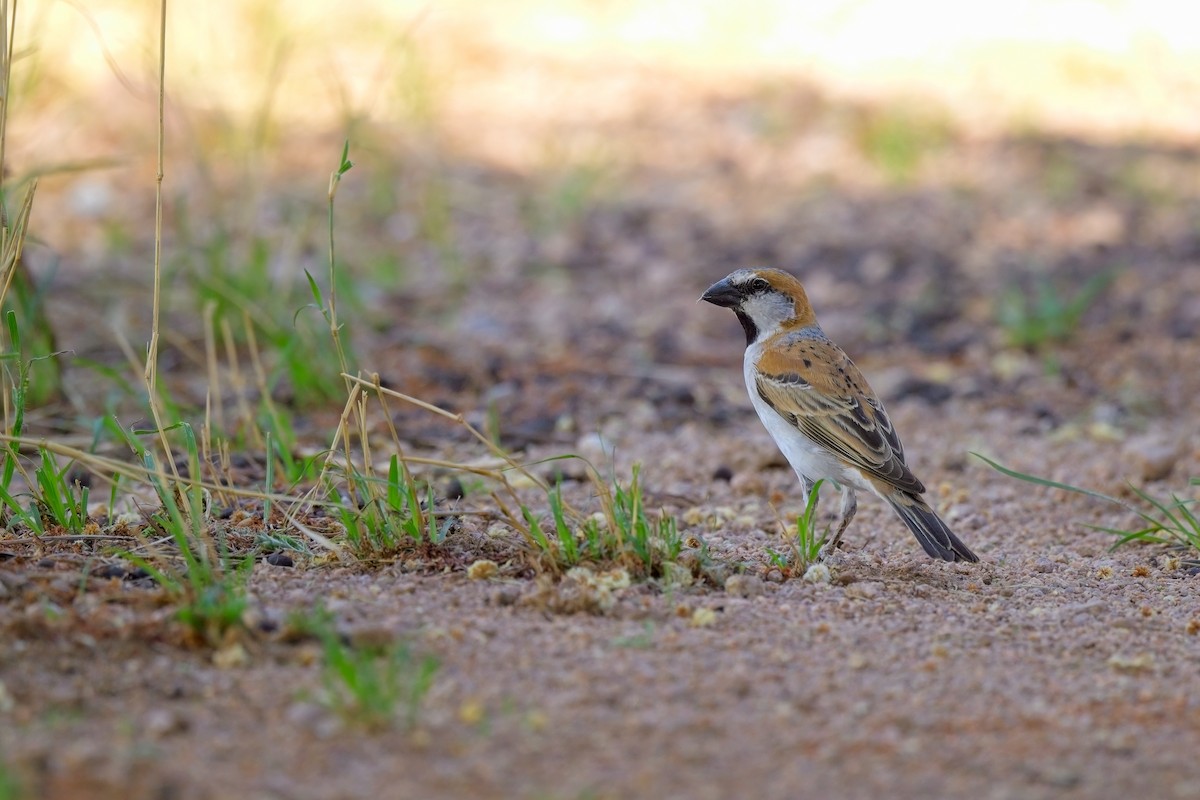 Great Rufous Sparrow - Paul McDonald