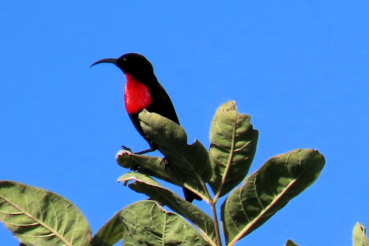 Scarlet-chested Sunbird - David Orth-Moore