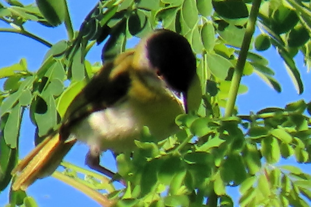Yellow-breasted Apalis - ML617025648