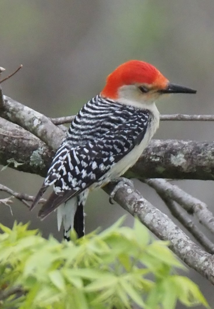 Red-bellied Woodpecker - Susan Andres