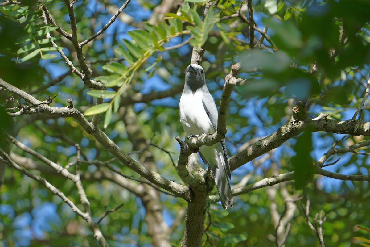 White-breasted Cuckooshrike - ML617025724