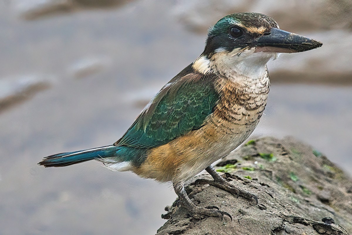 Sacred Kingfisher (Australasian) - ML617025781
