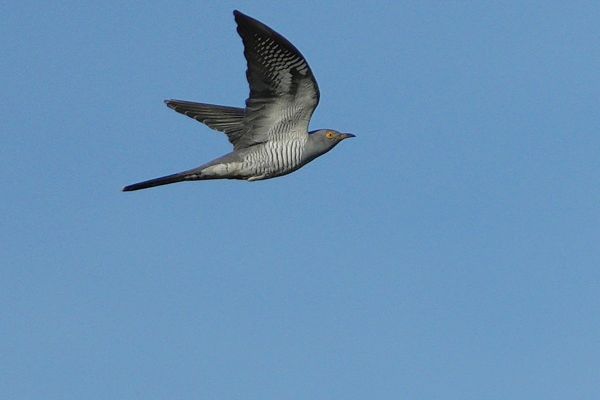 African Cuckoo - ML617025800