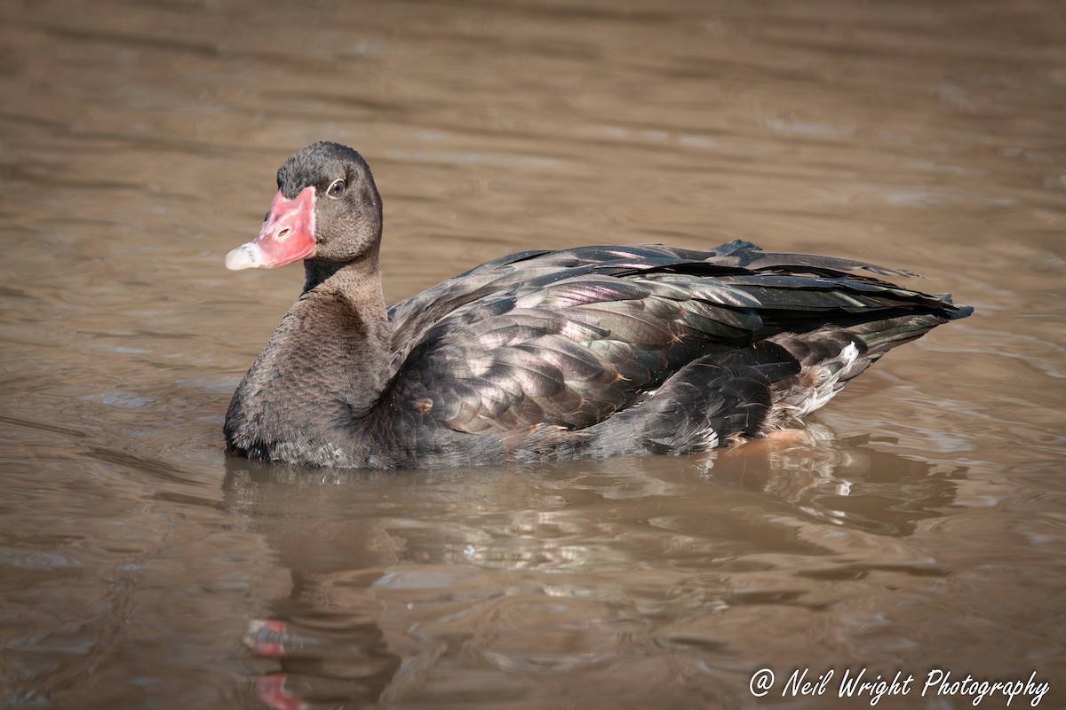 Spur-winged Goose - ML617025826