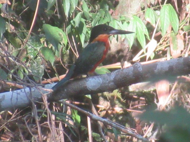 Green-and-rufous Kingfisher - ML617025869