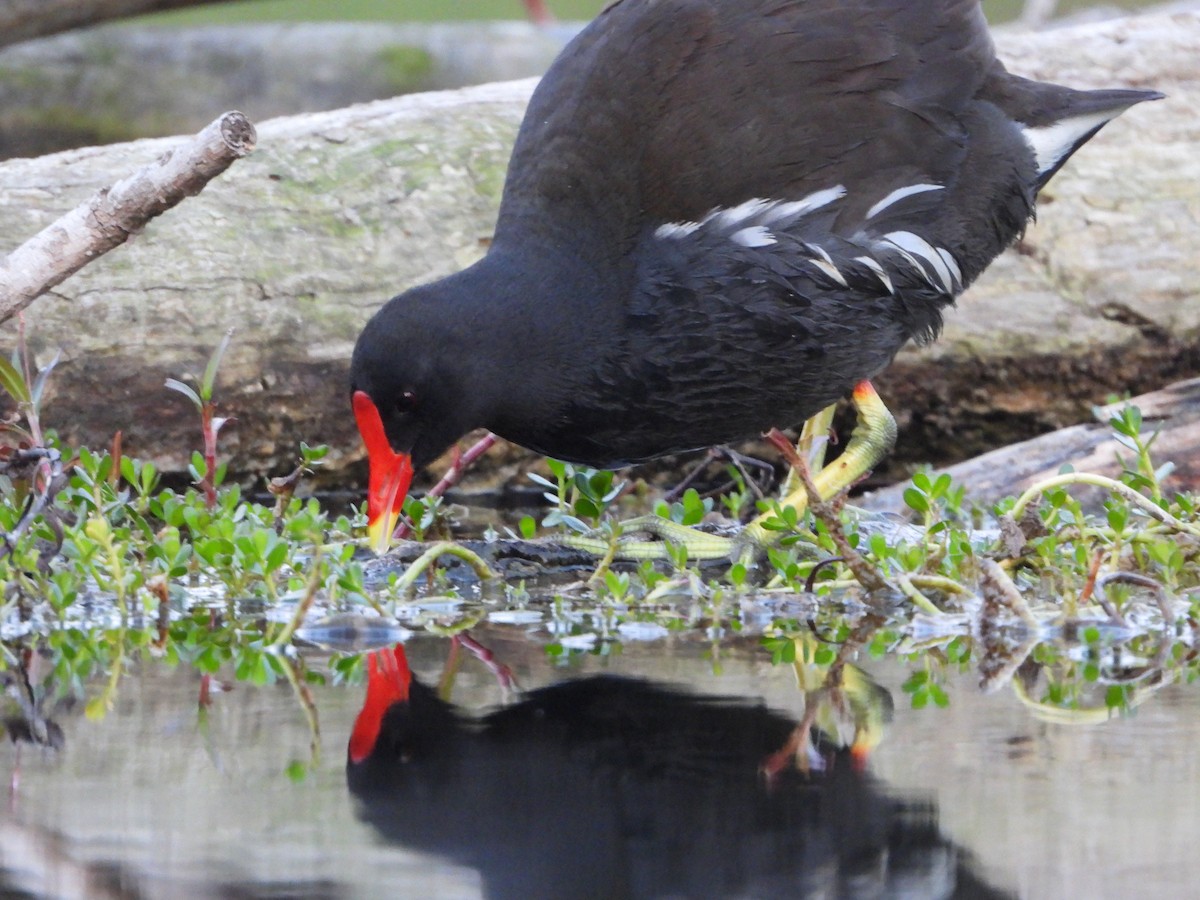 Israel Breeding Bird Atlas Checklist - 7 Apr 2024 - Rosh Tzippor ...