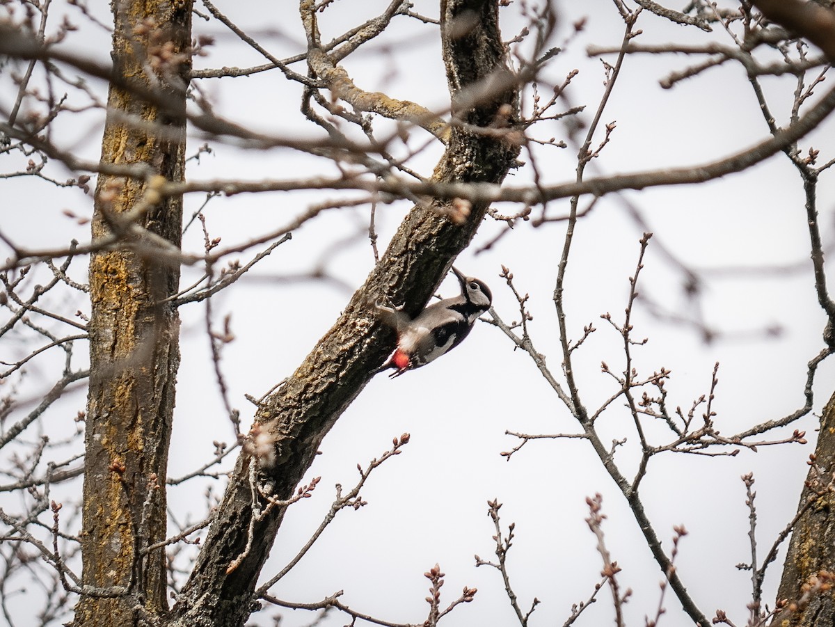 Lesser Spotted Woodpecker - Tijmen Kooiker