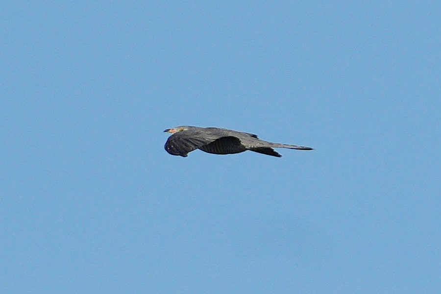 African Cuckoo - ML617025970