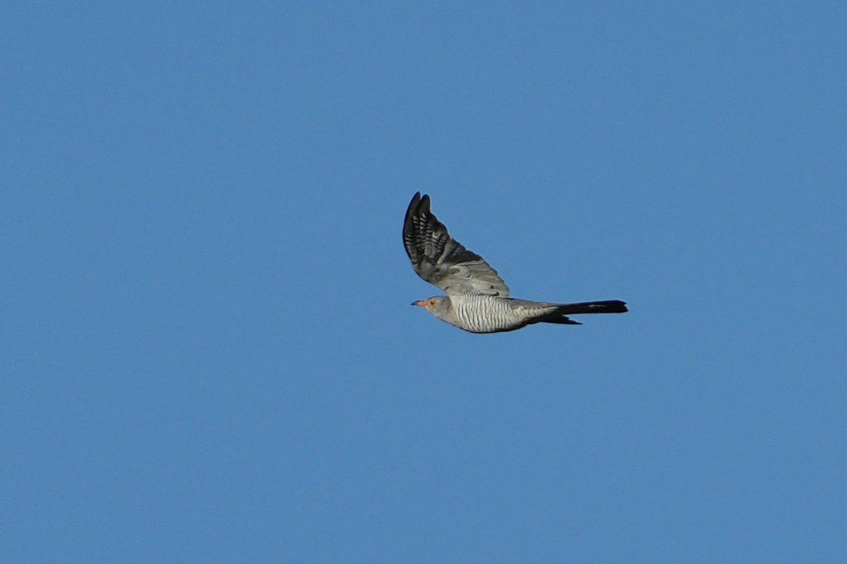 African Cuckoo - ML617025971