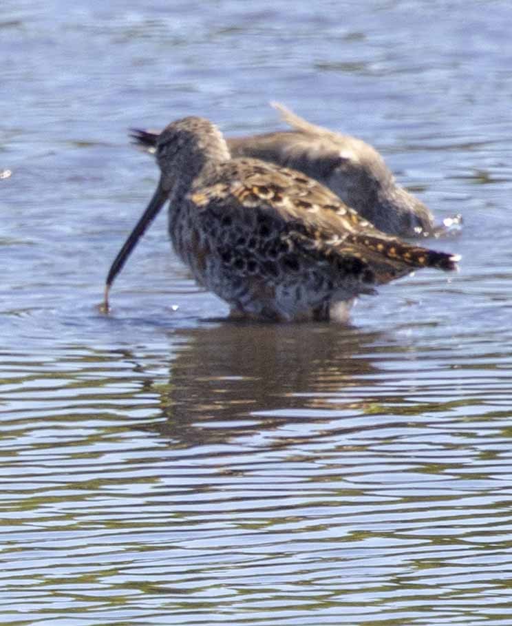 Long-billed Dowitcher - Don Rose