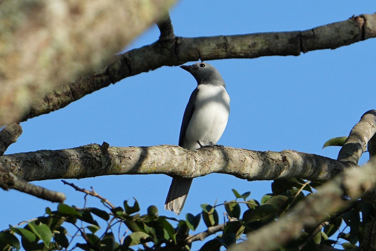 White-breasted Cuckooshrike - ML617026051