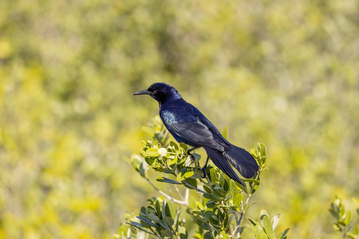 Boat-tailed Grackle - Don Rose