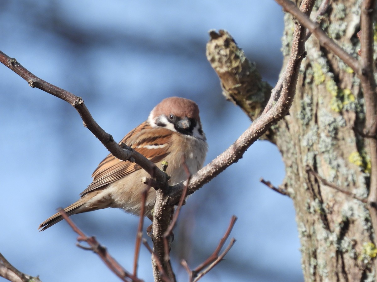 Eurasian Tree Sparrow - ML617026092