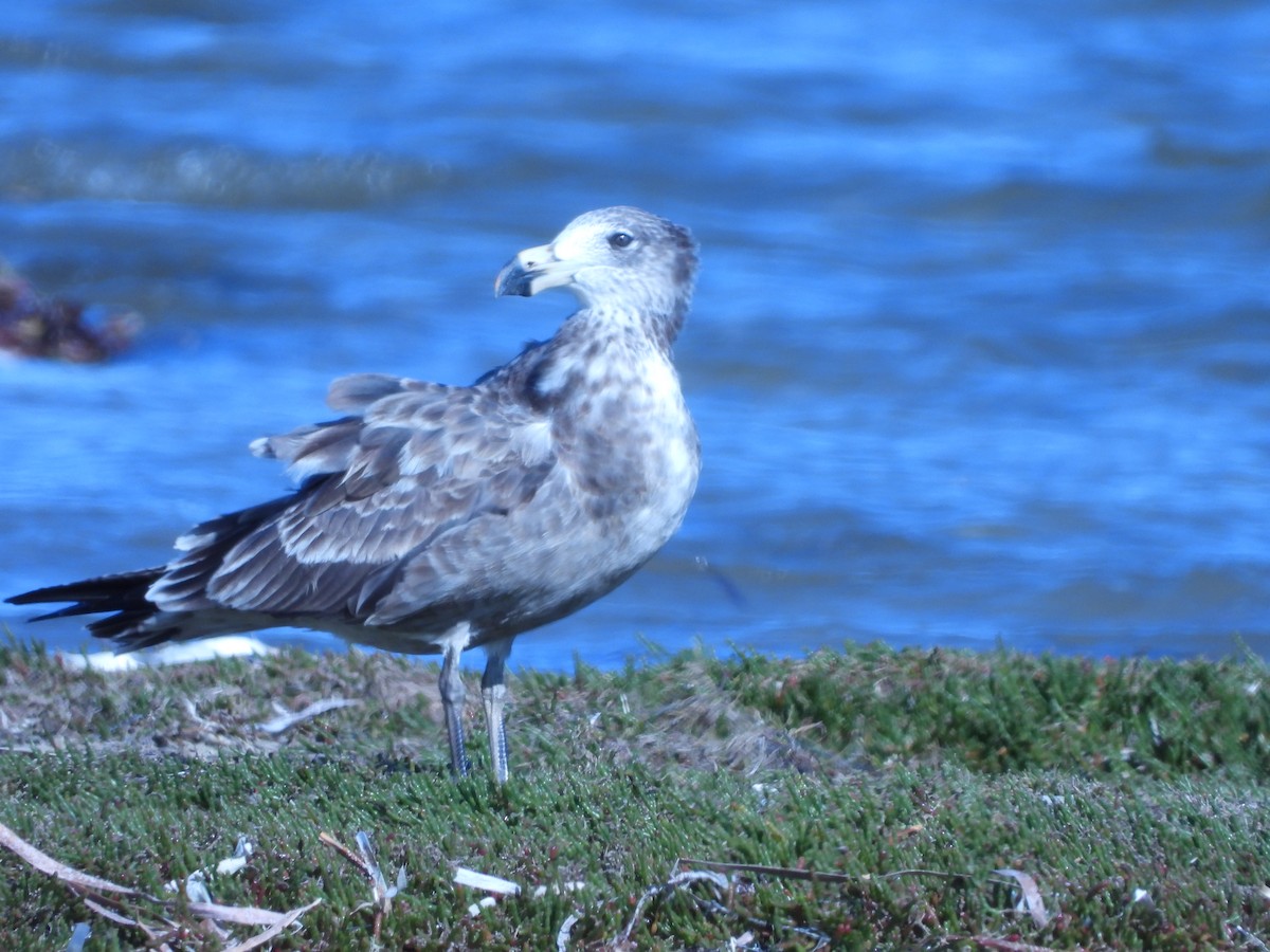 Pacific Gull - ANNE FOWLER