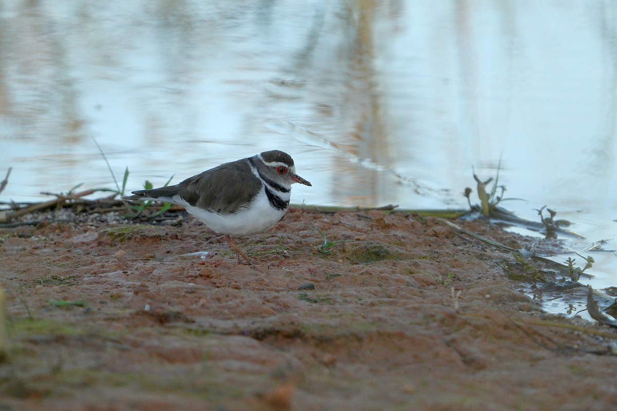Three-banded Plover - ML617026137