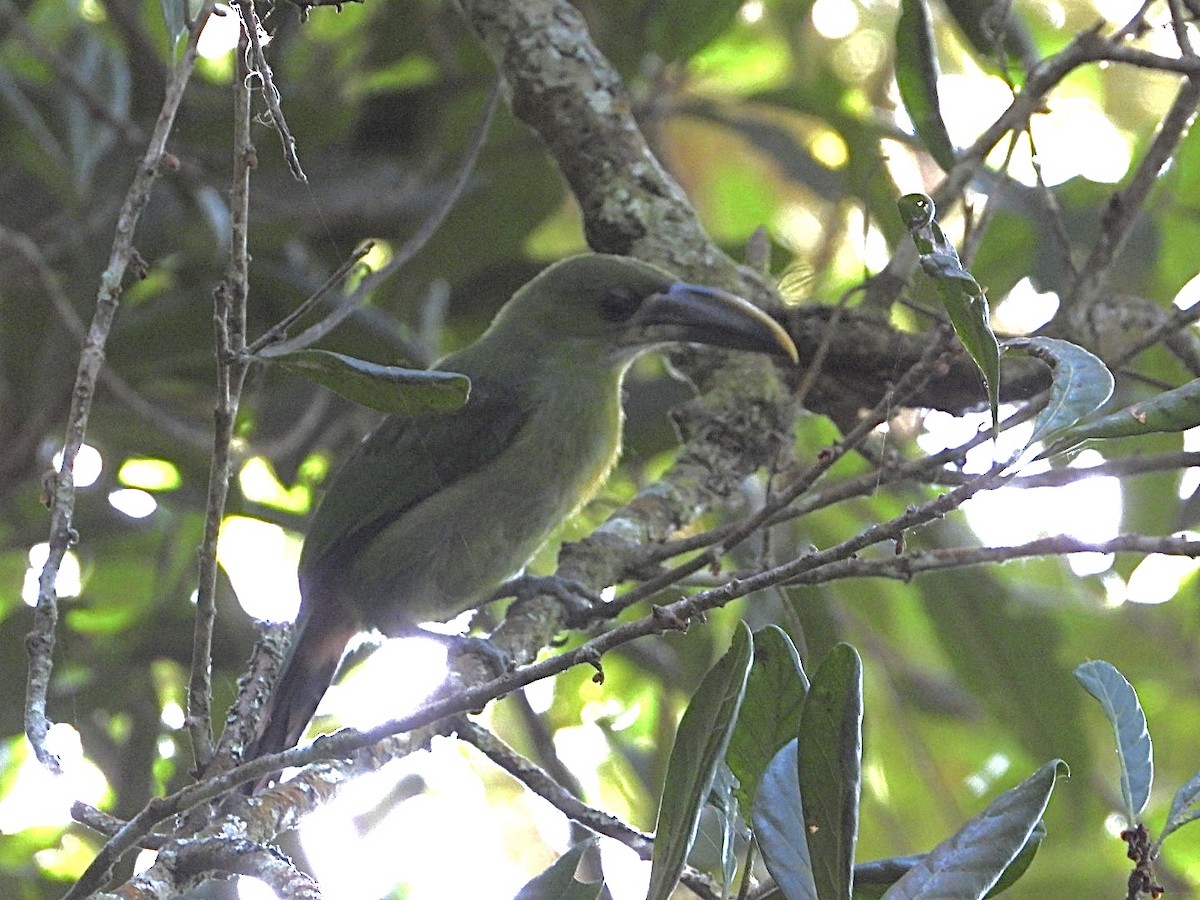 Groove-billed Toucanet (Yellow-billed) - ML617026196