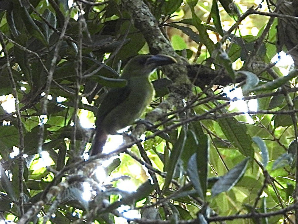 Groove-billed Toucanet (Yellow-billed) - ML617026198