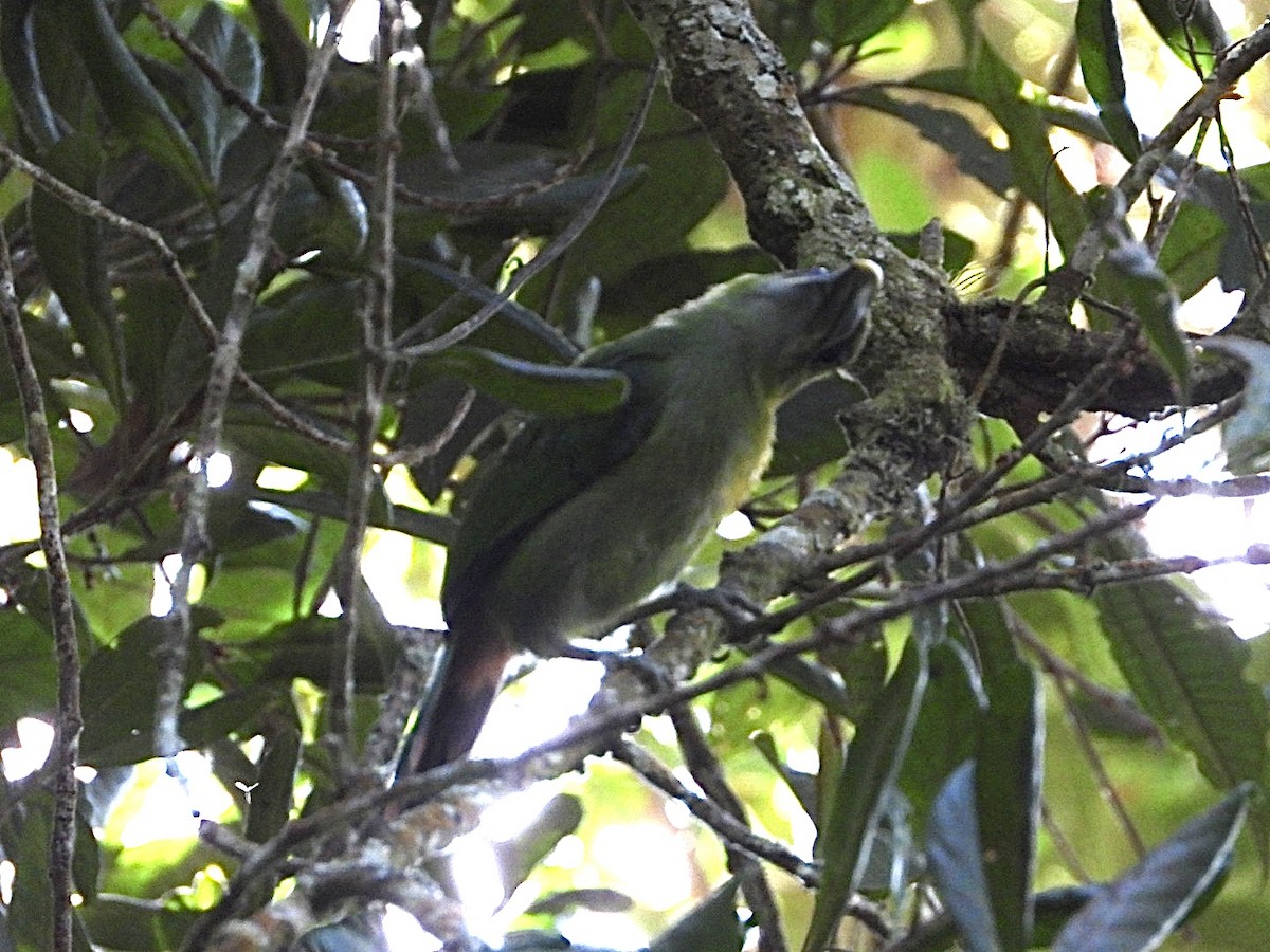Groove-billed Toucanet (Yellow-billed) - ML617026199