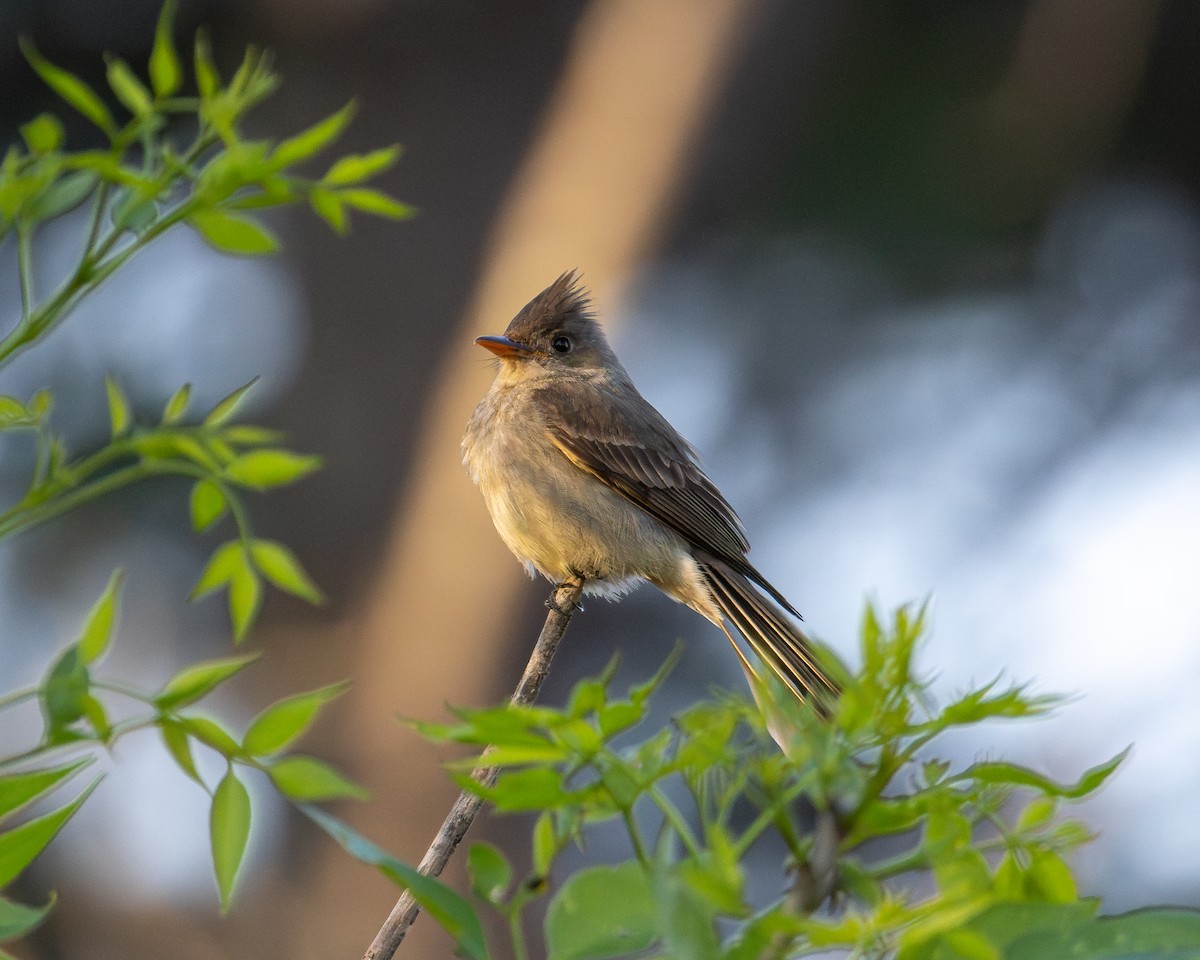 Greater Pewee - ML617026217