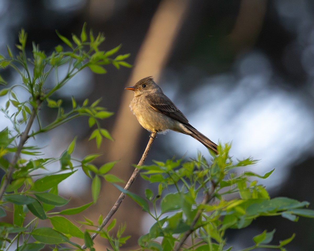 Greater Pewee - ML617026218