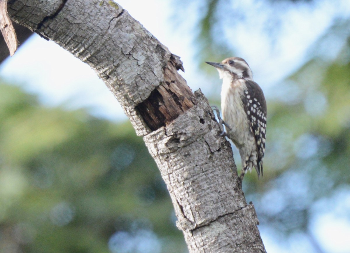 Brown-backed Woodpecker - ML617026227
