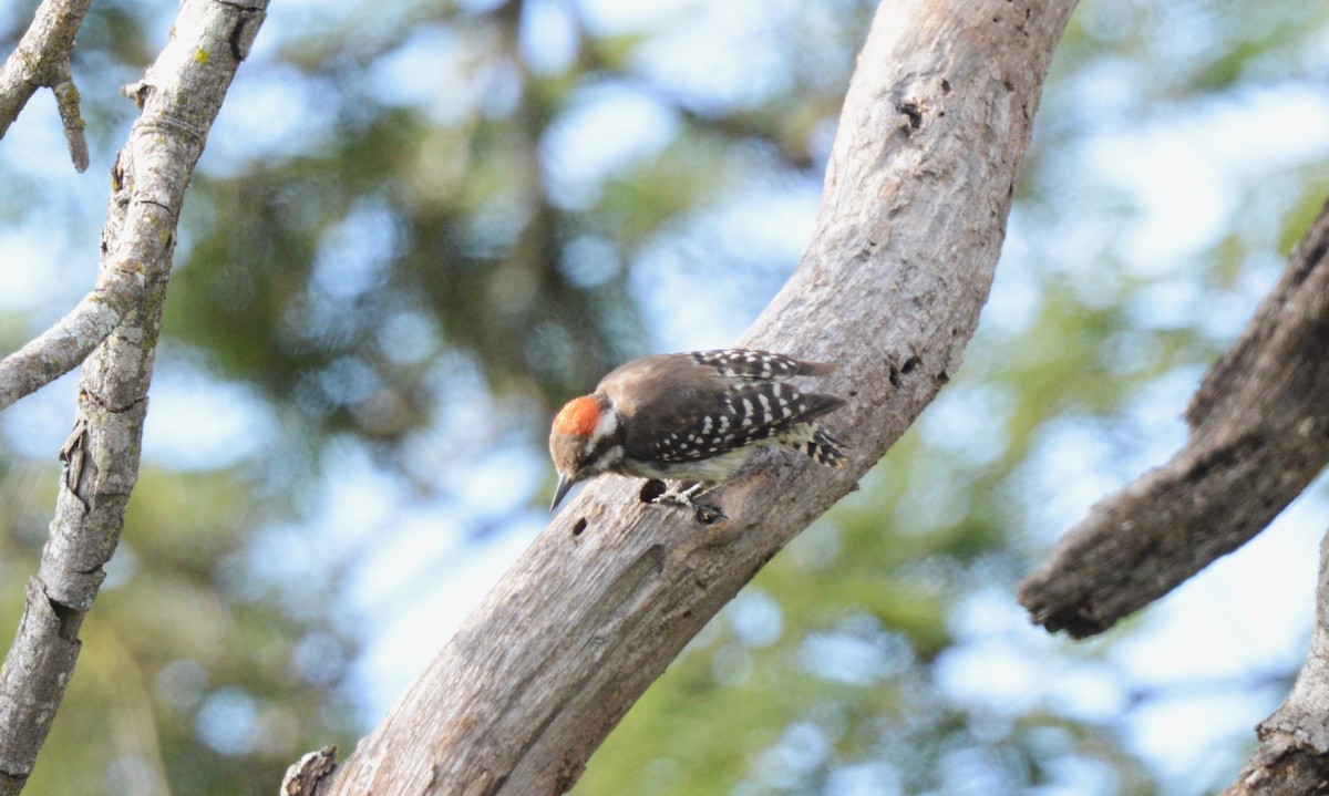 Brown-backed Woodpecker - ML617026228